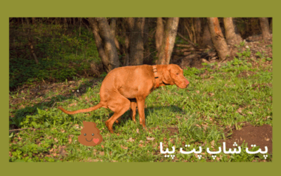 قرص ضد مدفوعخواری سگ یوروپت بسته 100 عدد - جلوگیری از کورپروفاژی در سگها 1 رفتار مدفوعخواری در سگ؛ نیازمند درمان با قرص ضد کوپروفاژی یوروپت