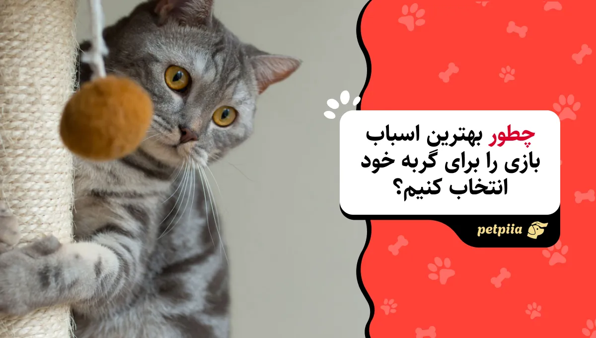 چطور بهترین اسباب بازی را برای گربه خود انتخاب کنیم؟ [راهنمای خرید]