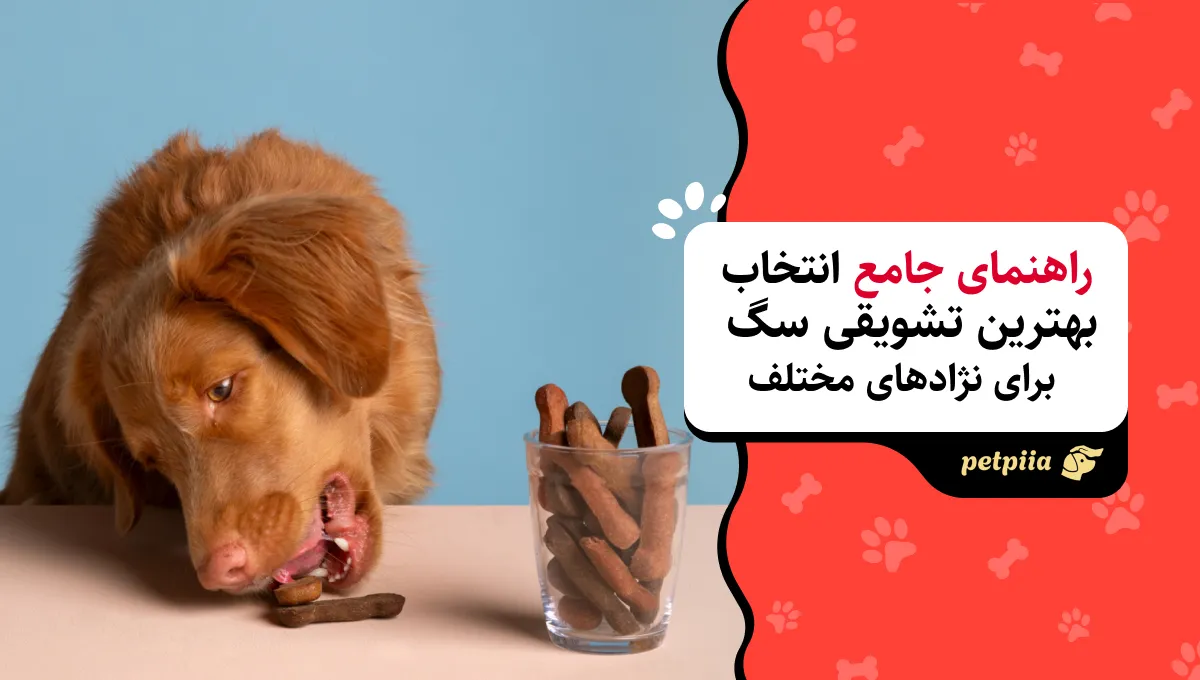 راهنمای جامع انتخاب بهترین تشویقی سگ برای نژادهای مختلف