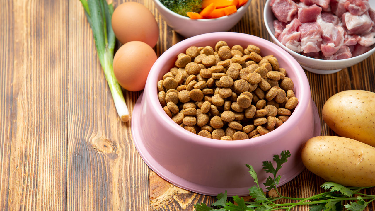 انواع غذای گربه خانگی