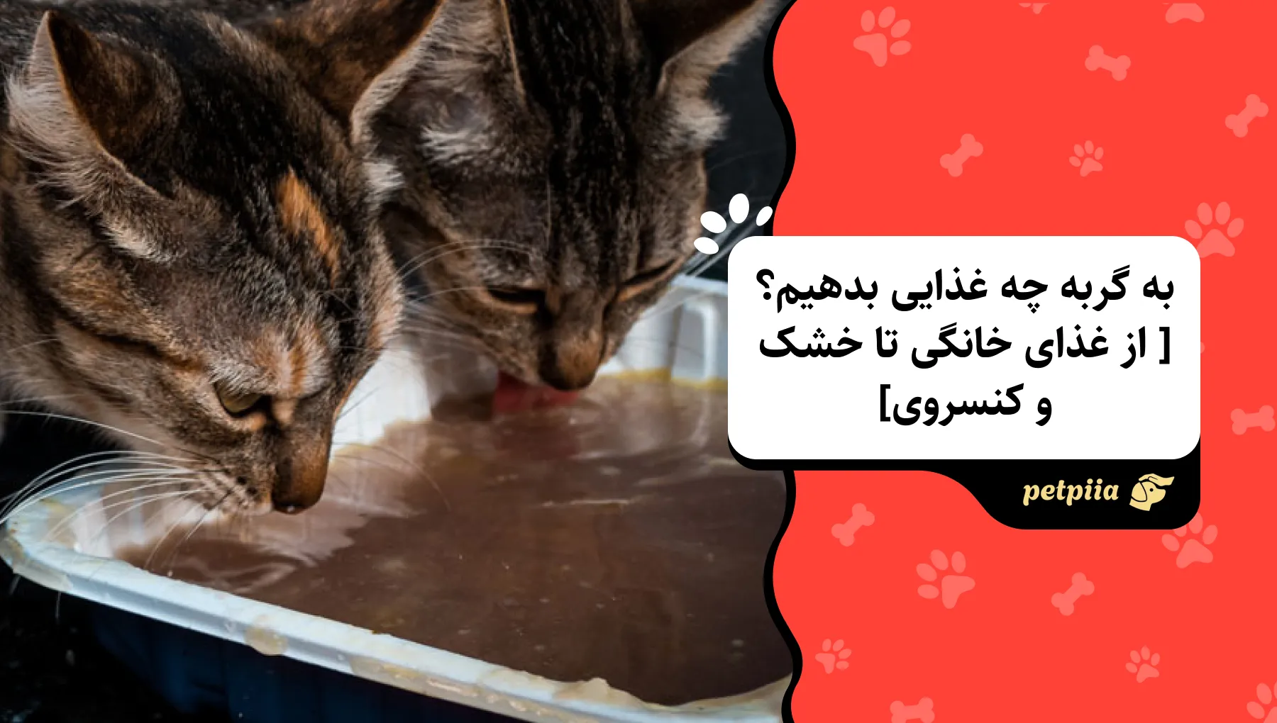 به گربه چه غذایی بدهیم؟ [ از غذای خانگی تا خشک و کنسروی]