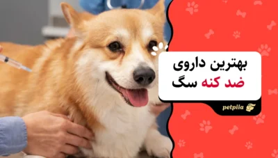 بهترین داروی ضد کنه سگ