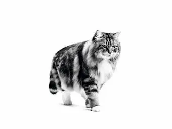 غذای خشک گربه یورینری کر رویال کنین (Royal Canin Urinary Care) وزن ۲ کیلوگرم | مناسب سلامت دستگاه ادراری 1 خریدغذای خشک گربه رویال کنین اصل